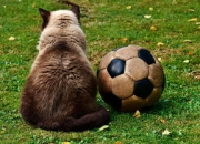 开云体育开云官网-拉齐奥签下巴拉迪，力争冲击意甲冠军